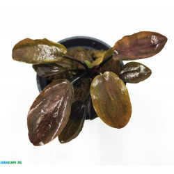 Lagenandra meeboldii 'Red' - Червена лагенандра