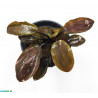 Lagenandra meeboldii 'Red' - Червена лагенандра