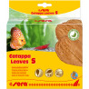 sera Catappa Leaves - Листа от индийски бадем