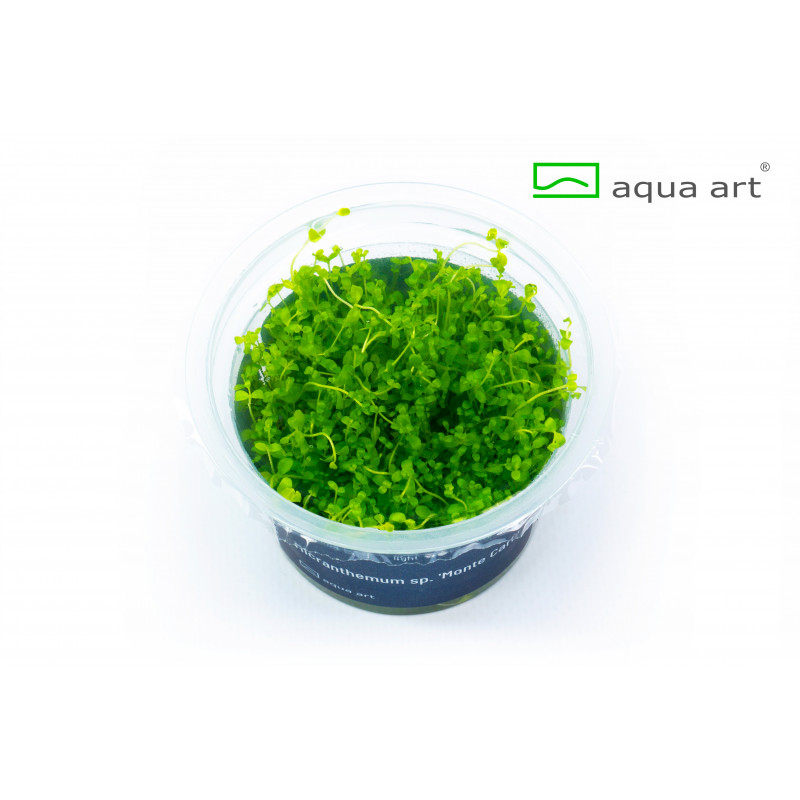 Micranthemum sp. "Montecarlo" (in vitro) Микрантемум Монтекарло - Инвитро