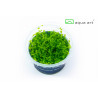 Micranthemum sp. "Montecarlo" (in vitro) Микрантемум Монтекарло - Инвитро