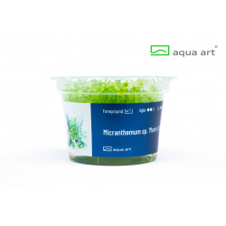 Micranthemum sp. "Montecarlo" (in vitro) Микрантемум Монтекарло - Инвитро