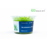 Micranthemum sp. "Montecarlo" (in vitro) Микрантемум Монтекарло - Инвитро