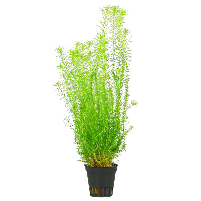 Mayaca fluviatilis - Маяка | Фино зелено растение за акваскейп