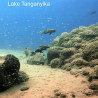 JBL Aquadur Malawi-Tanganjika - Минерални соли за източно африкански цихлиди