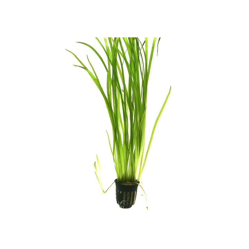 Vallisneria nana - Валиснерия нана