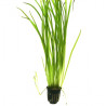 Vallisneria nana - Валиснерия нана