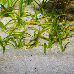 JBL Sansibar RIVER 10 kg
