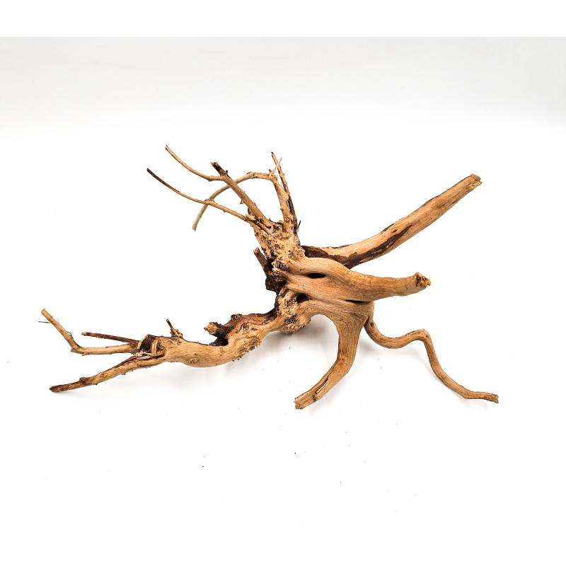 Azalea root S 20 cm - Корен от Азалия размер S