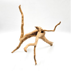 Azalea root S 20 cm - Корен от Азалия размер S