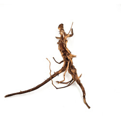 Azalea root S 20 cm - Корен от Азалия размер S