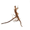 Azalea root S 20 cm - Корен от Азалия размер S