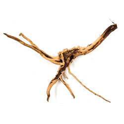 Azalea root S 20 cm - Корен от Азалия размер S