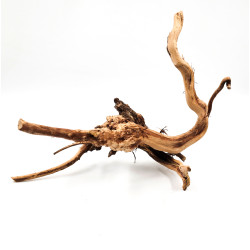 Azalea root S 20 cm - Корен от Азалия размер S