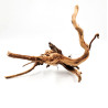Azalea root S 20 cm - Корен от Азалия размер S