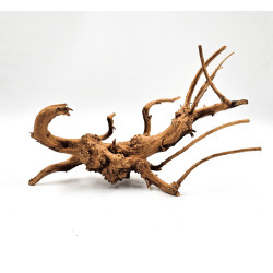 Azalea root S 20 cm - Корен от Азалия размер S