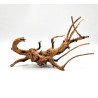 Azalea root S 20 cm - Корен от Азалия размер S