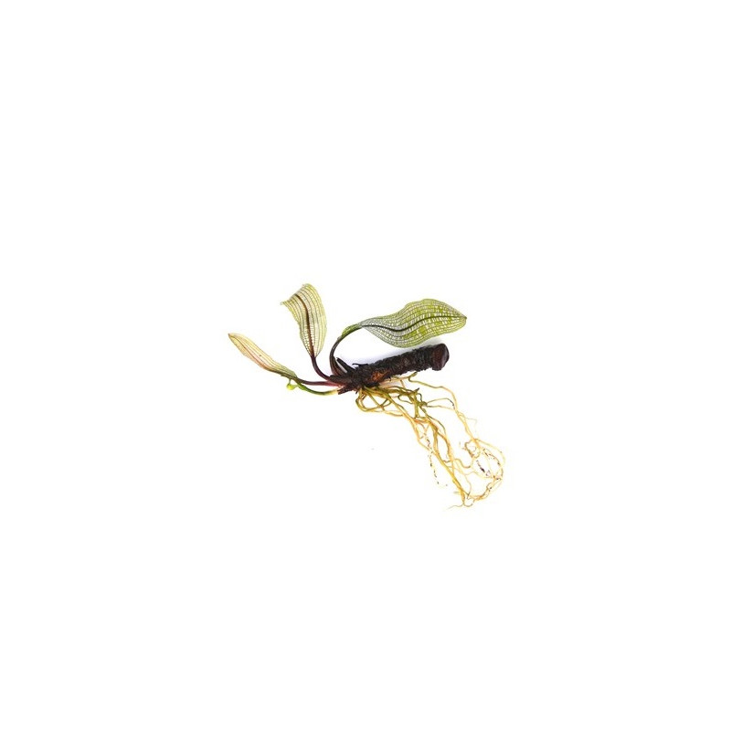 Aponogeton madagascariensis var. madagascariensis - Мадагаскарски апоногетон