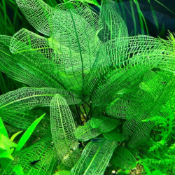 Aponogeton madagascariensis var. madagascariensis - Мадагаскарски апоногетон
