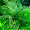 Aponogeton madagascariensis var. madagascariensis - Мадагаскарски апоногетон