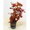 Rotala macrandra - Ротала макрандра - Гигантска червена ротала