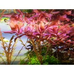 Rotala macrandra - Ротала макрандра - Гигантска червена ротала
