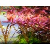 Rotala macrandra - Ротала макрандра - Гигантска червена ротала