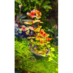 Rotala macrandra - Ротала макрандра - Инвитро