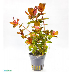 Rotala macrandra - Ротала макрандра - Инвитро