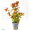 Rotala macrandra - Ротала макрандра - Инвитро