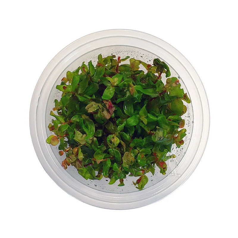 Rotala macrandra - Ротала макрандра - Инвитро