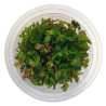 Rotala macrandra - Ротала макрандра - Инвитро