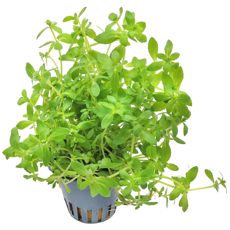 Limnophila sp. "Vietnam" - Лимнофила Виетнам - Амбулия