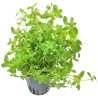 Limnophila sp. "Vietnam" - Лимнофила Виетнам - Амбулия