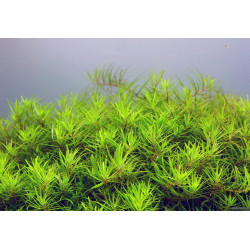Limnophila sp. "Vietnam" - Лимнофила Виетнам - Амбулия