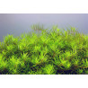 Limnophila sp. "Vietnam" - Лимнофила Виетнам - Амбулия