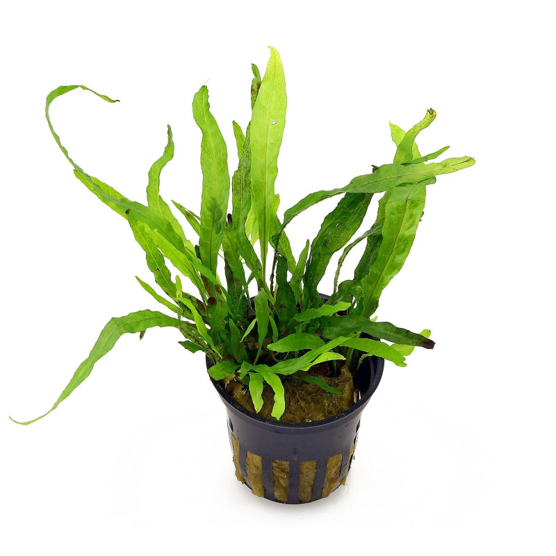 Microsorum pteropus 'Narrow' (Minor)  - Теснолистен микрозорум