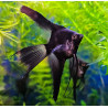 Pterophyllum scalare "Black Veil" - Черна воална скалария