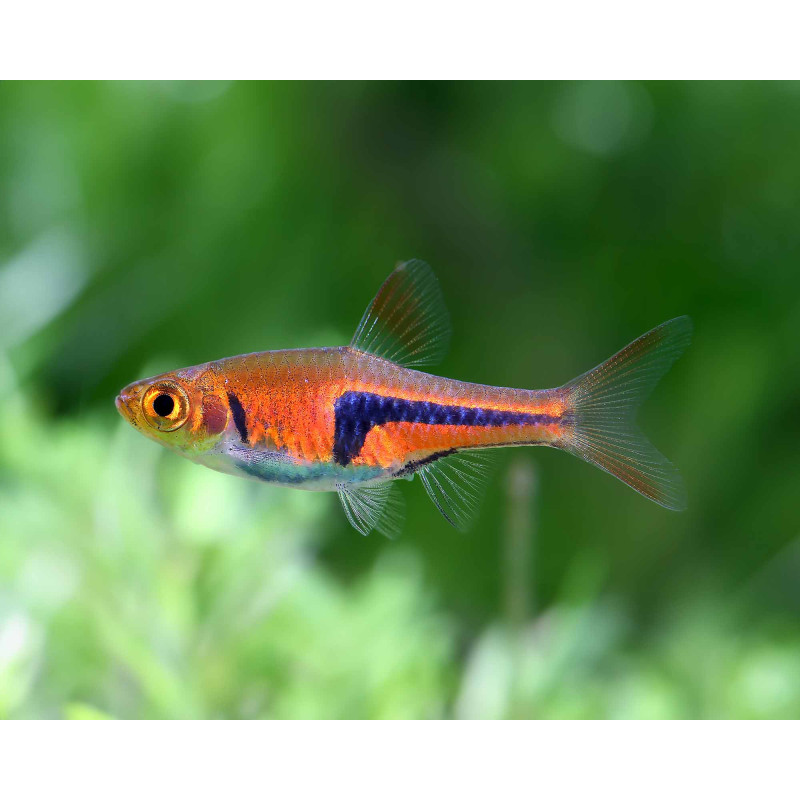 Rasbora espei - Разбора еспеи