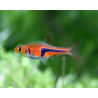 Rasbora espei - Разбора еспеи
