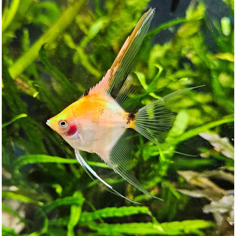 Pterophyllum scalare "Tri-color Veil" - Трицветна, воална скалария