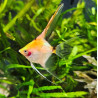 Pterophyllum scalare "Tri-color Veil" - Трицветна, воална скалария