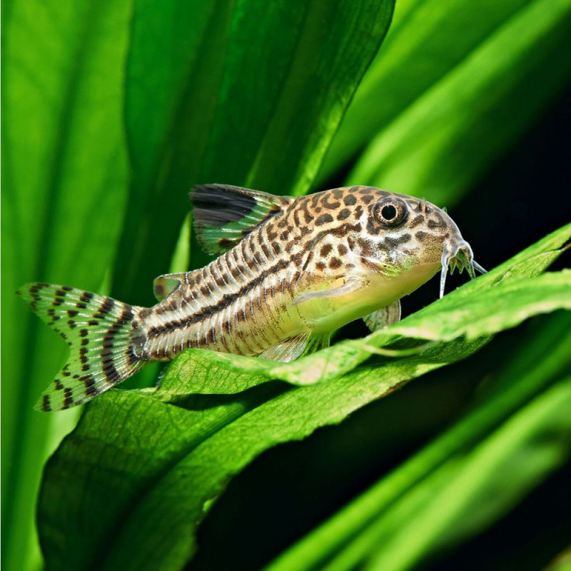 Corydoras julii - Коридорас джули, 2.5 см