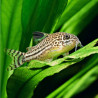 Corydoras julii - Коридорас джули, 2.5 см