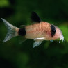 Corydoras panda - Панда коридорас, 2.5 см