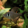 Hyphessobrycon megalopterus - Черен фантом, 2.5 см