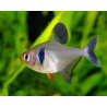 Hyphessobrycon megalopterus - Черен фантом, 2.5 см