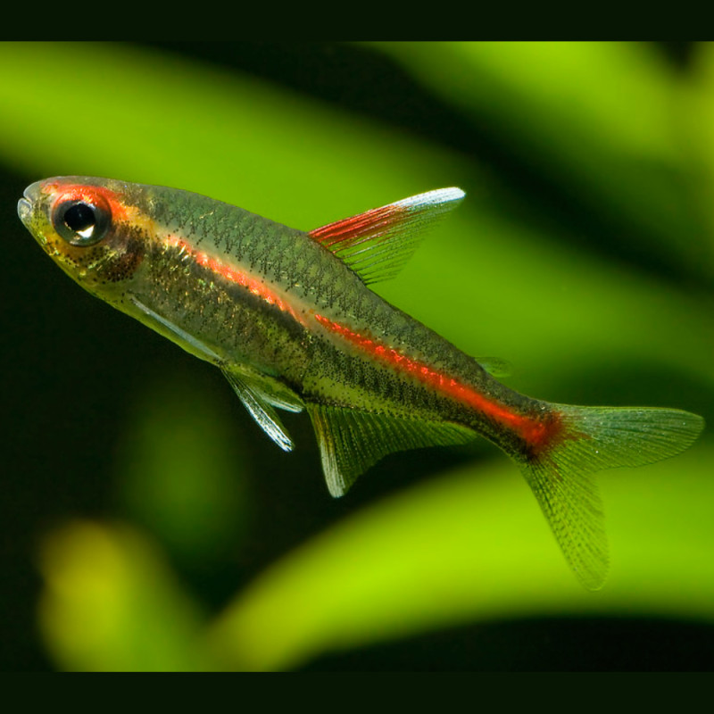 Hemigrammus erythrozonus - Меден неон, 2.5 см