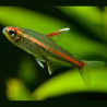 Hemigrammus erythrozonus - Меден неон, 2.5 см