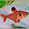 Hyphessobrycon sweglesi - Червен фантом, 3.5 см